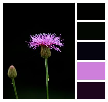 Dyer'S Plumeless Saw Wort Saw Wort Purple Flower Image